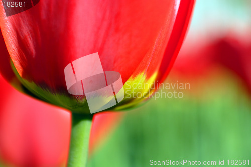 Image of Flowers, Tulip