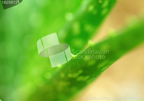 Image of aloe vera