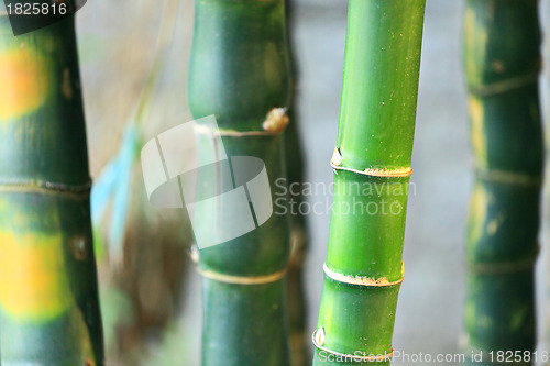 Image of bamboo