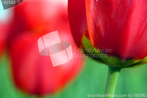 Image of Flowers, Tulip