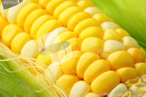 Image of corn cob with green leaves