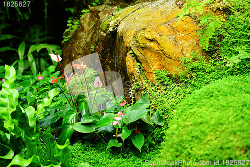 Image of Tropical Rainforest Landscape