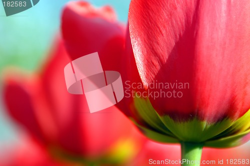 Image of Flowers, Tulip