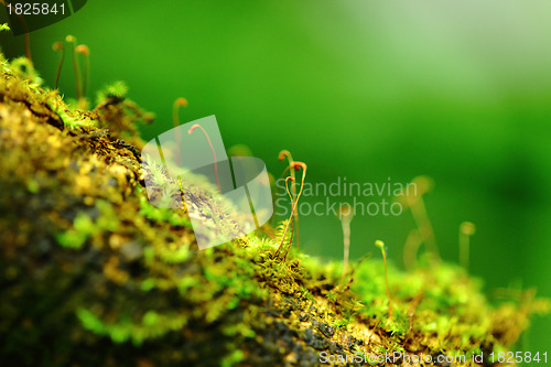 Image of moss