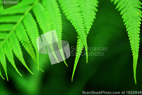 Image of fresh green leaf