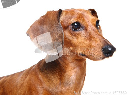 Image of brown short hair dachshund dog