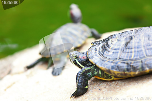 Image of turtle