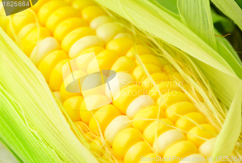 Image of corn cob close up