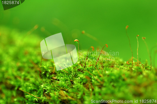 Image of moss