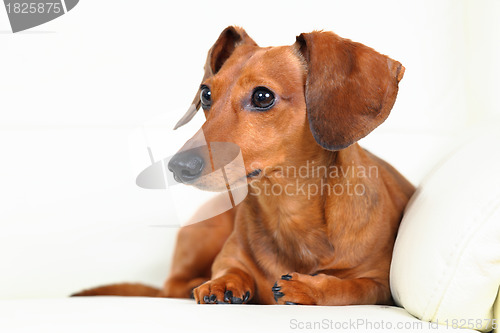 Image of dachshund dog on sofa