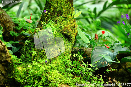 Image of Tropical Rainforest Landscape