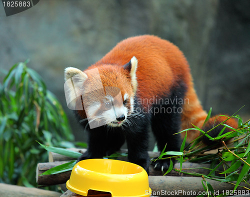 Image of red panda