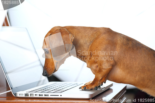 Image of dog using computer
