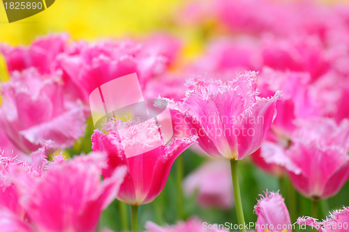 Image of tulip in flower field