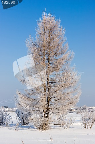 Image of Frosten larch