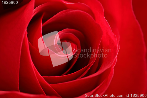 Image of red rose