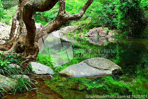 Image of tree and water in jungle