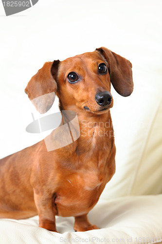 Image of dachshund dog on sofa