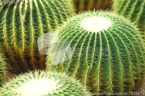 Image of ball cactus