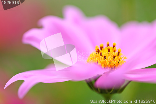 Image of cosmos flowers