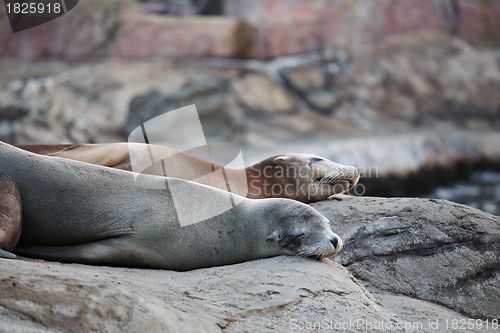 Image of sea lion sleeping