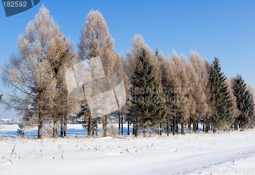 Image of Frosten trees