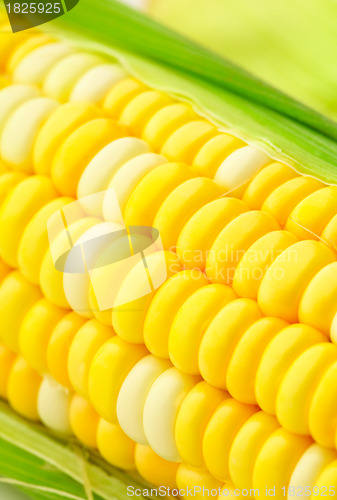 Image of corn cob