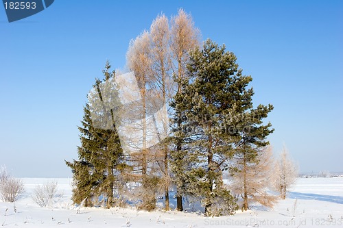 Image of Frosten trees