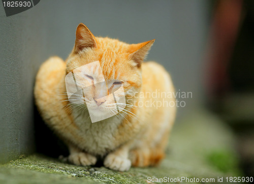 Image of cat