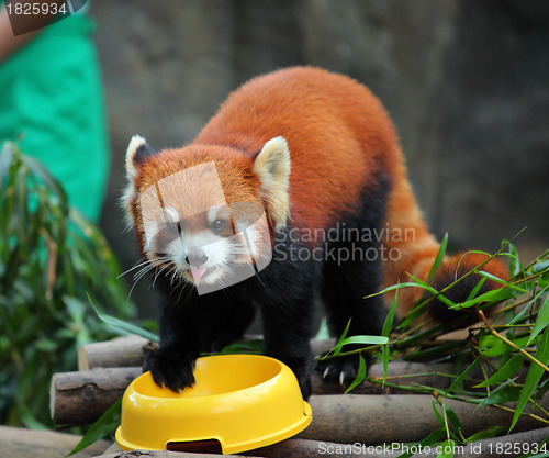 Image of red panda