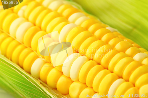 Image of corn cob with green leaves