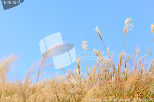 Image of grass in autumn