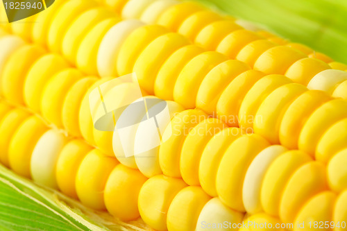 Image of corn cob with green leaves