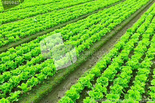 Image of lettuce plant in field