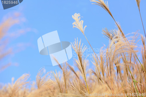 Image of grass in autumn