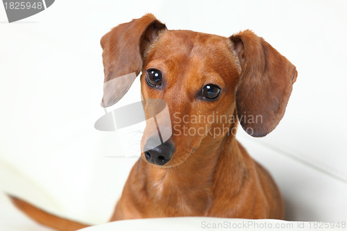 Image of dachshund dog on sofa