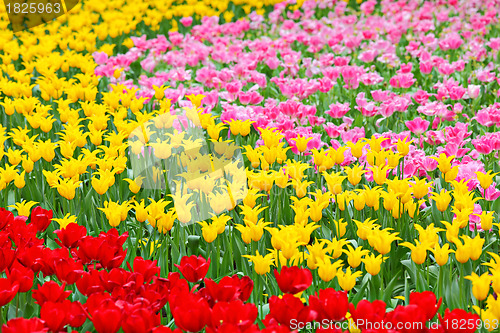 Image of tulip in flower field