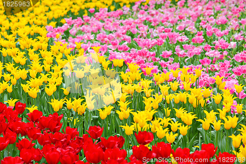 Image of tulip in flower field