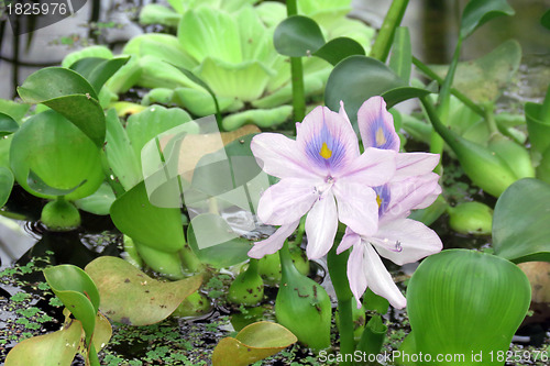 Image of Flowers
