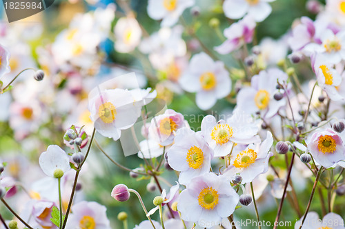 Image of Anemone japonica