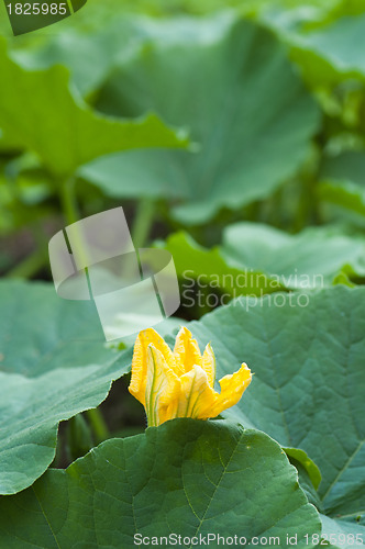 Image of Yellow pumpkin flower among green leaves 