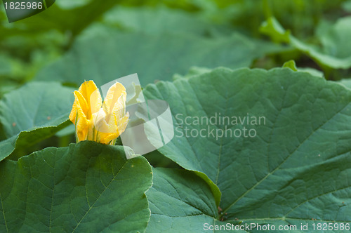 Image of Yellow pumpkin flower among green leaves 