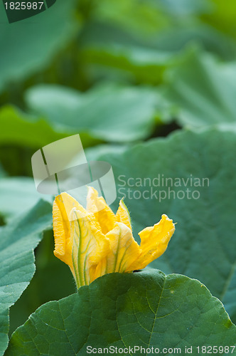 Image of Yellow pumpkin flower among green leaves 