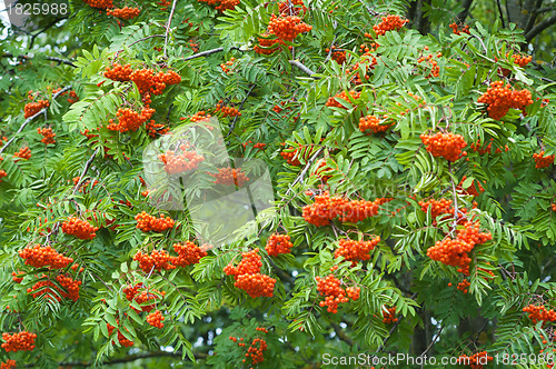 Image of a bunch of red mountain ash, a close up