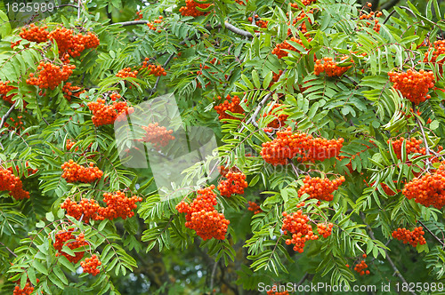 Image of a bunch of red mountain ash, a close up