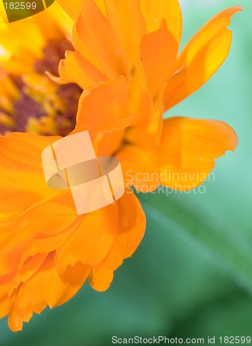 Image of Orange flower(Calendula) macro