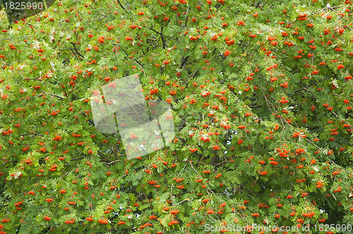 Image of a bunch of red mountain ash, a close up