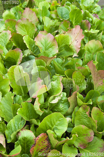 Image of Green leaves of a beet, close up