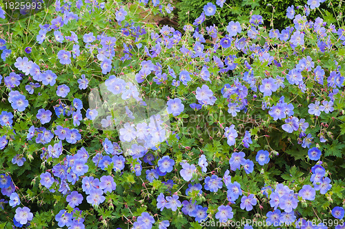 Image of Beautiful bed from dark blue flowers