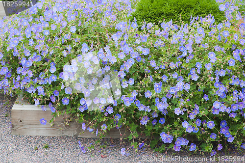 Image of Beautiful bed from dark blue flowers